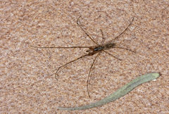 Tetragnatha nigrita