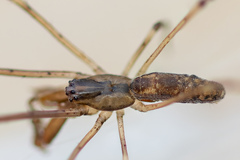 Tetragnatha nigrita