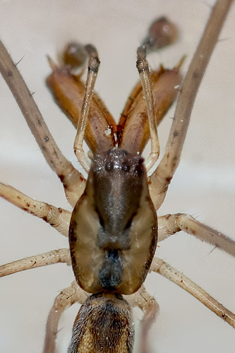 Tetragnatha nigrita