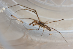 Tetragnatha nigrita