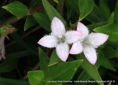 Spermacoce chartensis