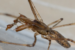 Tetragnatha nigrita