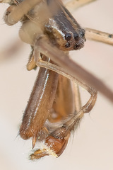 Tetragnatha nigrita