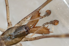 Tetragnatha nigrita