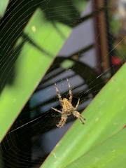 Araneus diadematus