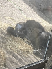 Gorilla