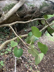 Hedera azorica