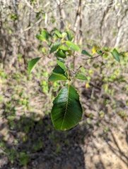 Thouinia striata portoricensis