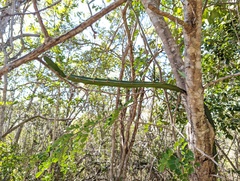 Selenicereus triangularis