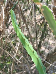 Selenicereus triangularis