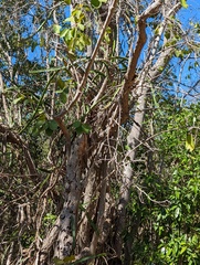 Selenicereus triangularis