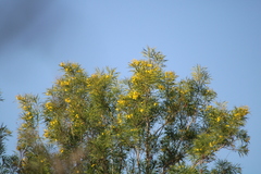 Astianthus viminalis