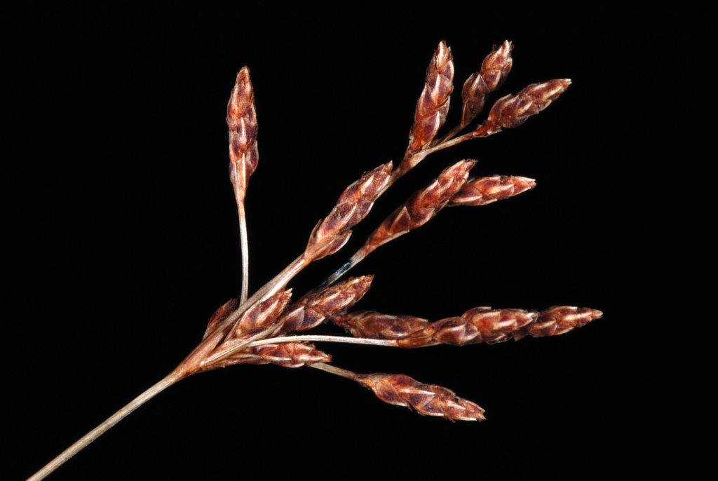 Capillary Hairsedge