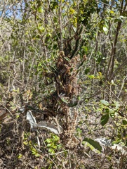 Leptocereus quadricostatus