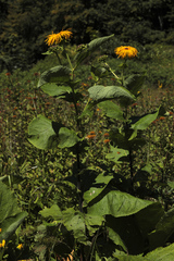 Inula magnifica