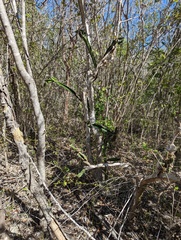 Leptocereus quadricostatus