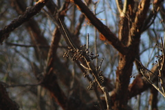Bursera cinerea
