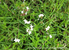 Spermacoce chartensis