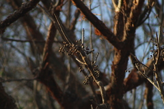 Bursera cinerea