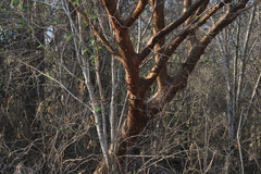 Bursera cinerea
