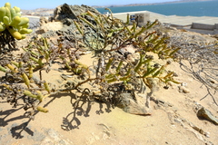 Mesembryanthemum dinteri