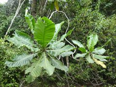 Anthocleista procera