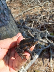 Lithobates virgatipes