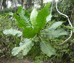 Anthocleista procera