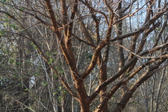 Bursera cinerea