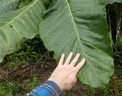 Anthocleista procera