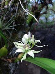Prosthechea fragrans