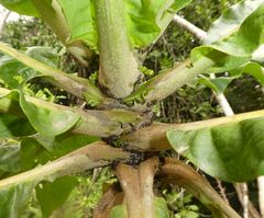 Anthocleista procera