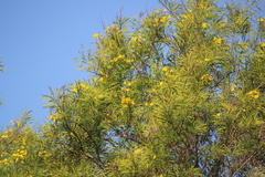 Astianthus viminalis