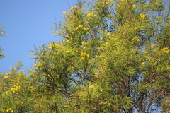 Astianthus viminalis