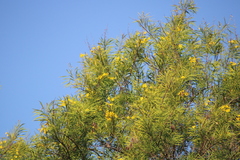 Astianthus viminalis