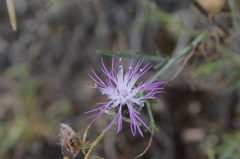 Centaurea borysthenica