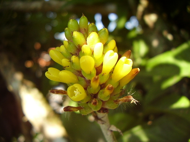 Aechmea calyculata