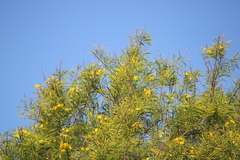 Astianthus viminalis