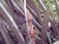 Aechmea ornata
