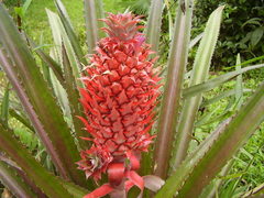 Ananas comosus bracteatus