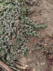 Euphorbia polycarpa polycarpa