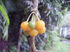 Iochroma arborescens