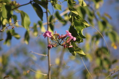 Fridericia mollissima
