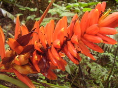 Musa coccinea
