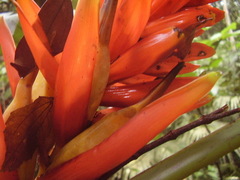 Musa coccinea