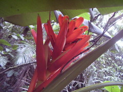 Musa coccinea