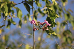 Fridericia mollissima