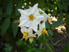 Solanum commersonii