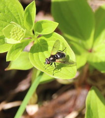 Blera nigra