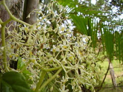 Begonia convolvulacea